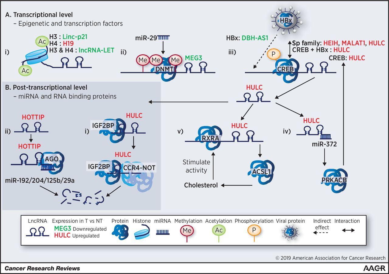 lncrna-review.jpeg